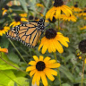 Meet your Posher, Lilian